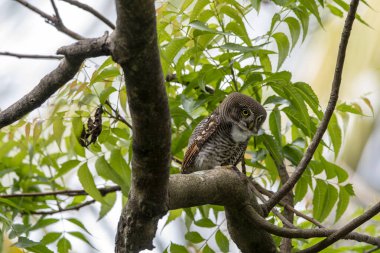 Orman baykuşu veya engelli orman baykuşu Hindistan 'ın altkıtasına özgüdür. Türler genellikle tek başlarına, çiftler veya küçük gruplar halinde bulunurlar.