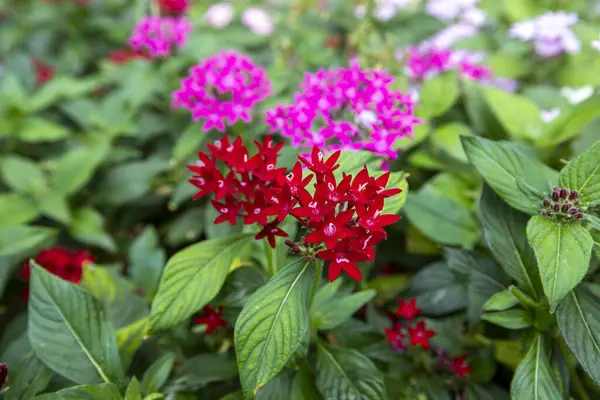 Pentas lanceolata, commonly known as the Egyptian star cluster, is a species of flowering plant in the madder family Rubiaceae, native to Yemen as well as most of Africa.