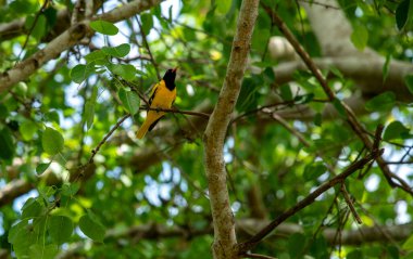 Siyah başlıklı yumurta sarısı ötücü kuş familyasının bir üyesidir ve Hindistan ve Sri Lanka 'dan Endonezya' ya kadar Güney Asya 'da yerleşik bir üreticidir.