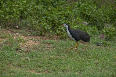 Amaurornis Phoenicurus. Beyaz göğüslü su kuşu Rallidae familyasından Güney ve Güneydoğu Asya 'da yaygın olarak görülen bir su kuşudur..