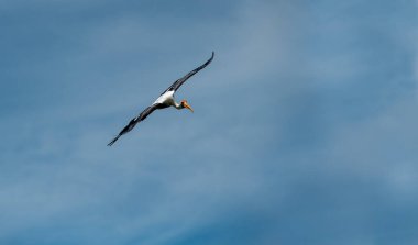 En büyük emir subayı leylek familyasından Ciconiidae 'dir. Türü Asya 'nın daha az emir veren ve Afrika' nın marabutu leyleğini içerir..