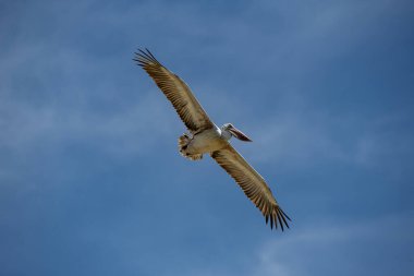 Pelecanus philippensis, pelikan familyasından çok büyük bir su kuşu türü. Üreme mevsimini güney Asya 'da, güney Pakistan' dan Hindistan 'a ve Endonezya' da geçirir..