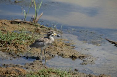 Daha büyük taş işçisi Esacus, Asya çayırlarından güzel bir kuş olan Sri Lanka 'dan..