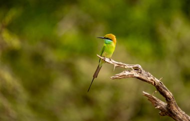 Mavi kuyruklu arı yiyici (Merops philippinus), Meropidae familyasından bir kuş türü. Güney ve Güneydoğu Asya 'ya, Tayland' da Kuş 'a yaygın olarak dağıtılır..