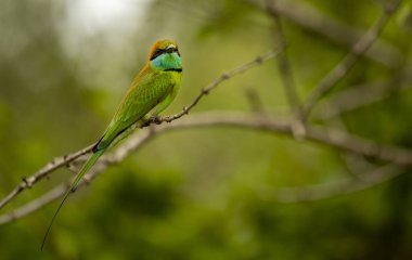 Mavi kuyruklu arı yiyici (Merops philippinus), Meropidae familyasından bir kuş türü. Güney ve Güneydoğu Asya 'ya, Tayland' da Kuş 'a yaygın olarak dağıtılır..