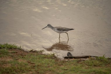 Greenshank, orman horozu familyasından bir çulluk türü. Üreme döneminde tüyleri kahverengidir ve kışın gri-kahverengidir. Uzun yeşilimsi bacakları ve gri bir gagaları var..