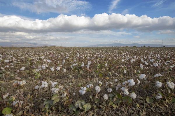 Cotton fields ready for harvest in Izmir - Menemen plain