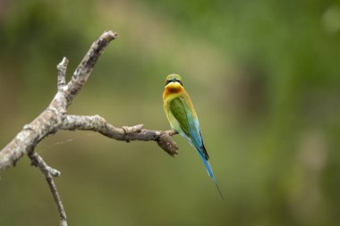 Asyalı yeşil arı yiyici, aynı zamanda küçük yeşil arı yiyici ve Sri Lanka 'daki yeşil arı yiyici olarak da bilinir..