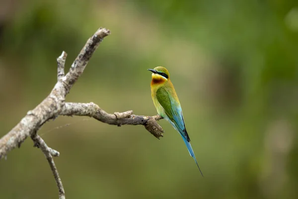 The Asian green bee-eater, also known as the little green bee-eater and green bee-eater in Sri Lanka, is a passerine bird in the bee-eater family.