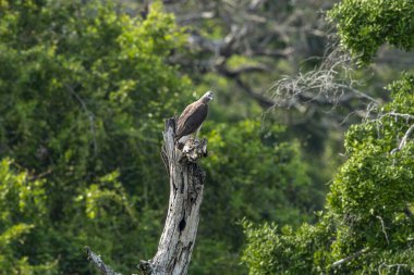 Gri başlı balıkbalığı, Güneydoğu Asya 'dan gelen balık yiyen bir yırtıcı kuş türüdür. Koyu kahverengi gövdeli, gri başlı, açık karınlı ve tombul beyaz göbekli bir kuştur..