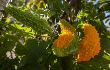 Acı kavun ya da organik bahçedeki Momordica Charantia bitkisi. Türkçe adı kudretli nardır.