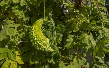 Acı kavun ya da organik bahçedeki Momordica Charantia bitkisi. Türkçe adı kudretli nardır.