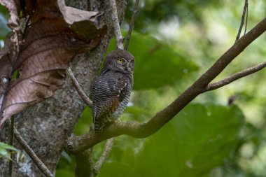 Orman baykuşu veya engelli orman baykuşu Hindistan 'ın altkıtasına özgüdür. Tür genellikle tek başına, çiftler halinde ya da küçük gruplar halinde bulunur ve genellikle şafak ve alacakaranlıktaki çağrılarıyla tespit edilir..