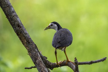 Beyaz göğüslü su kuşu, Rallidae familyasından Güney ve Güneydoğu Asya 'da yaygın olarak görülen bir su kuşudur. Onlar temiz beyaz yüzlü, göğsü ve göbeği olan koyu renkli kuşlardır..