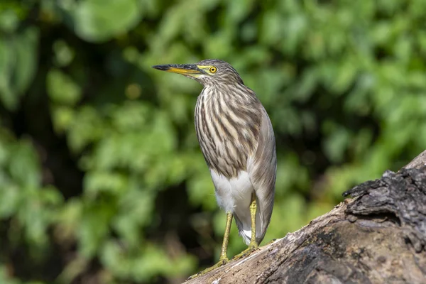 Indian Pond Heron Tree Branch Stock Picture