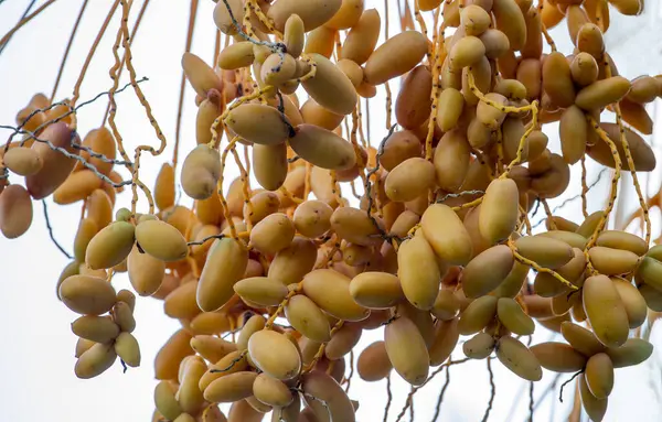 Ripening fruits on trees of date palms. Date palms have an important place in advanced desert agriculture of the Middle East