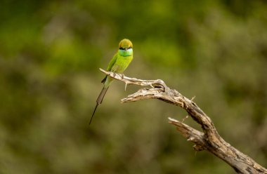 Mavi kuyruklu arı yiyici (Merops philippinus), Meropidae familyasından bir kuş türü. Güney ve Güneydoğu Asya 'ya, Tayland' da Kuş 'a yaygın olarak dağıtılır..