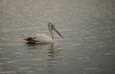 Pelecanus philippensis, pelikan familyasından çok büyük bir su kuşu türü. Üreme mevsimini güney Asya 'da, güney Pakistan' dan Hindistan 'a ve Endonezya' da geçirir..
