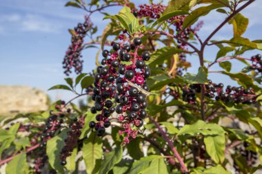 Amerikan pokeweed 'i ya da sallet salatası ya da olgun ve yeşil meyveli yaban mersini bitkisi. Phytolacca americana ailesi Phytolaccaceae.