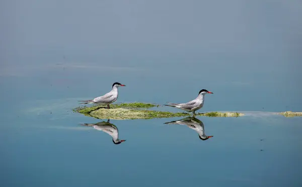 Turkey - Denizli - Tern birds (Sterna hirundo) living in Isikli lake .