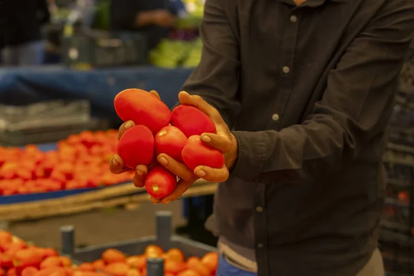 Tomatoes in the hands of the seller at the market