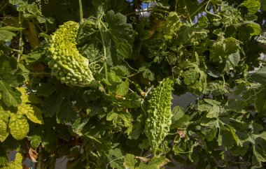 Acı kavun ya da organik bahçedeki Momordica Charantia bitkisi. Türkçe adı kudretli nardır.