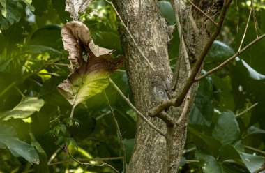 Orman baykuşu. Orman baykuşu veya engelli orman baykuşu Hindistan 'ın altkıtasına özgüdür..