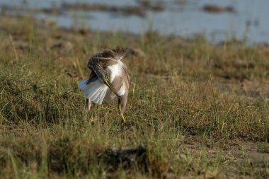 Ardeola grayii balıkçıl familyasından bir kuş türü. Güney İran, doğu Hindistan, Myanmar, Bangladeş ve Sri Lanka 'da ürerler..