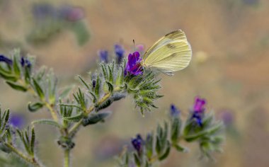 Bitkinin üzerinde Büyük Beyaz Melek Kelebeği (Pieris brassicae)