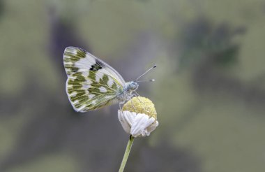 Bitkinin üzerinde Yeni Benekli Melek Kelebeği (Pontia Edusa)