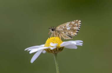 Planda Ege Hopper Kelebeği (Pyrgus melodisi) yer alıyor