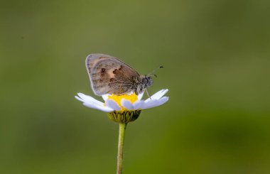 Küçük Atlayan Peri Kelebeği (Coenonympha pamphilus) plan üzerine