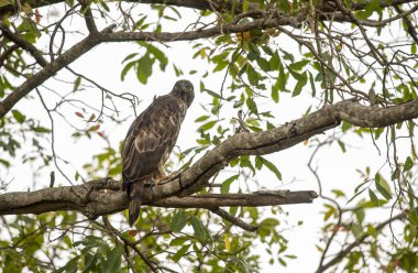 Ayrıca ortak pern bilinen yakın çekim portre Avrupa arı şahini (Pernis apivorus). Sarı gözlü yırtıcı güzel kuş.