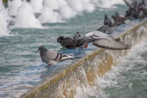 Pigeons coming to drink water and cool off in water