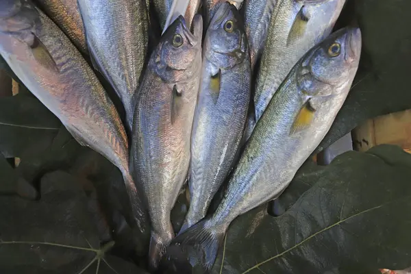 Fresh Bluefish Caught Bosphorus Sariyer Istanbul Stock Photo