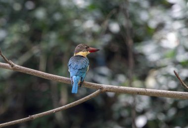 (Leylek gagalı Kingfisher, Hindistan 'dan Endonezya' ya kadar Hindistan ve Güneydoğu Asya 'da yaygın olarak bulunan bir ağaç balıkçısıdır..