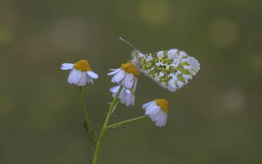 Bitkinin üzerinde turuncu süslü kelebek (Anthocharis kakuminleri)