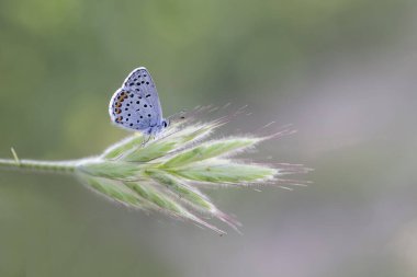 Himalaya Mavi Kelebeği (Pseudophilotes vicrama) planı