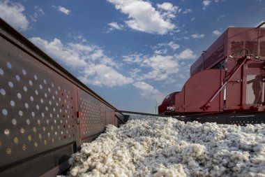 Türkiye - İzmir 06 Ekim 2023; Menemen ovasında pamuk toplama aracından traktör römorkuna pamuk taşınıyor.