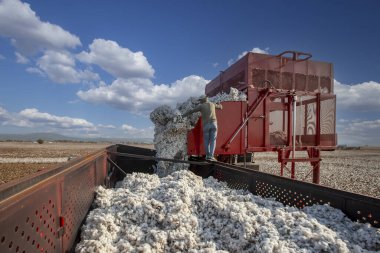 Türkiye - İzmir 06 Ekim 2023; Menemen ovasında pamuk toplama aracından traktör römorkuna pamuk taşınıyor.