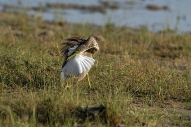 Ardeola grayii balıkçıl familyasından bir kuş türü. Güney İran, doğu Hindistan, Myanmar, Bangladeş ve Sri Lanka 'da ürerler..