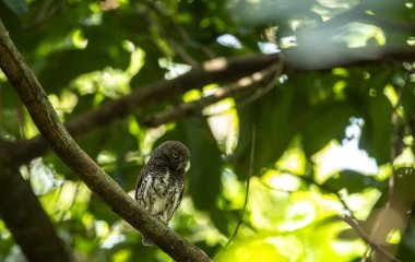 Kestane sırtlı Baykuş (Glaucidium kastanotum)