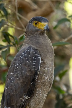 Tepeli yılan kartalı, tropikal Asya 'daki ormanlarda bulunan orta büyüklükteki bir yırtıcı kuş türüdür..