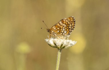 Amannisa Kelebeği (Melitaea Athalia) çiçek üzerine