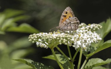 Güney Kırmızı Melek Kelebeği (Hipparchia aristaeus) plan üzerinde
