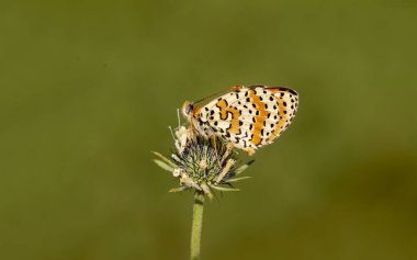 Bir çiçek üzerinde Iparhan Kelebeği (Melitaea didyma) görüldü