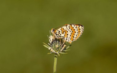 Spotted Iparhan butterfly (Melitaea didyma) on a flower clipart