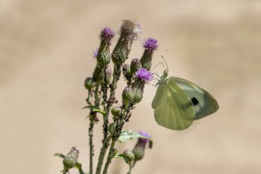 Bitkinin üzerinde Büyük Beyaz Melek Kelebeği (Pieris brassicae)