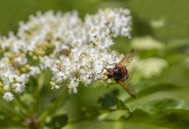 Bitki üzerinde Volucella Zonaria böceği.