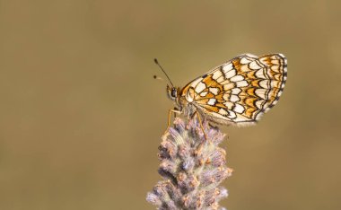 Amannisa Kelebeği (Melitaea Athalia) çiçek üzerine